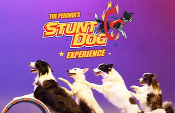 More Info for The Perondi's Stunt Dog Experience